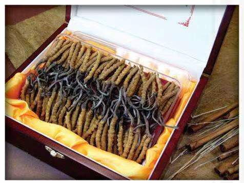 荷塘冬虫夏草回收